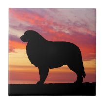 Silhouette de coucher du soleil de kaki de Grands