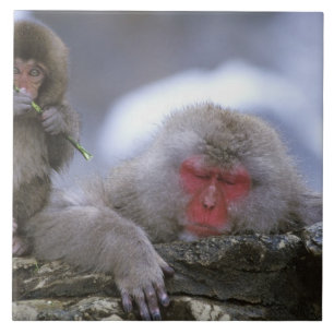 Carreau Singe des neiges mère et enfant, Jigokudani, Nagan