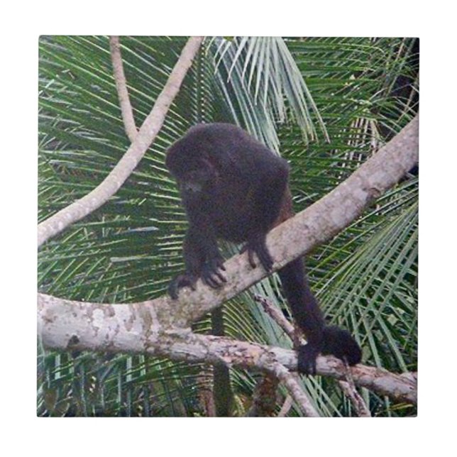 Carreau Singe d&#x27;hurleur et singe de bébé en jungle du (Devant)