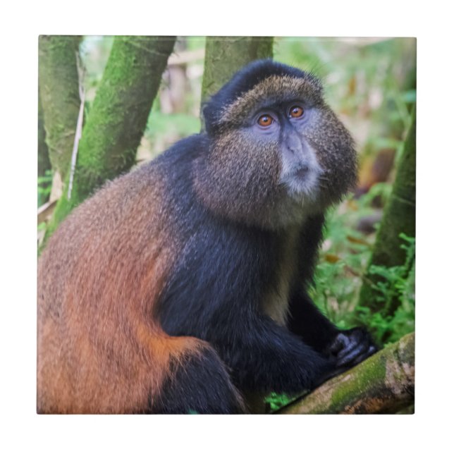 Carreau Singe doré, Rwanda (Devant)