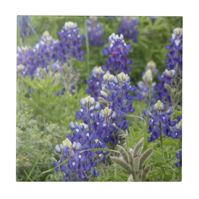 Carreau SJefferson Texas Bluebonnets Series #2 (Devant)