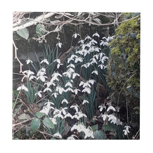 Carreau Snowdrops de printemps Carrelage en céramique (Devant)