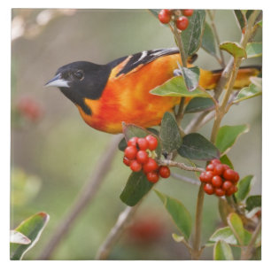 Carreau South Padre Island, Texas, USA, Baltimore Oriole