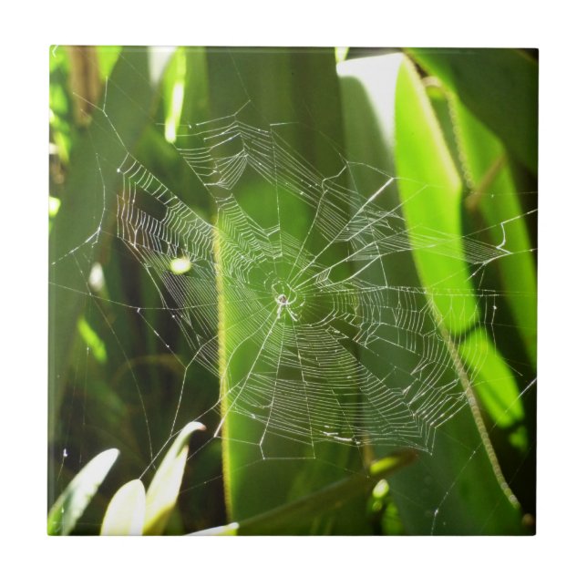 Carreau Spiderweb dans Tropical Leaves Nature (Devant)