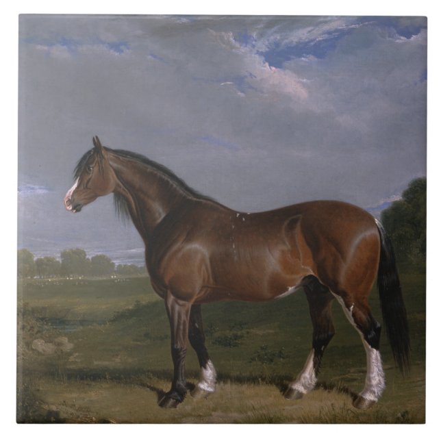 Carreau Stallion de Clydesdale (Thoroughbred Horse) (Anima (Devant)