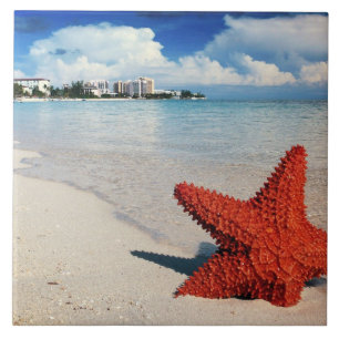 Carreau Starfish, Nassau, Bahamas