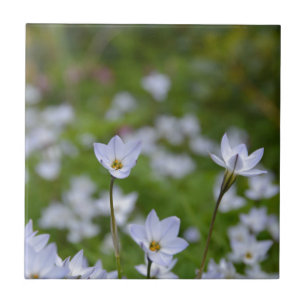 Carreau Starflower