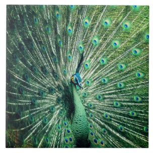 Carreau Strut Peacock