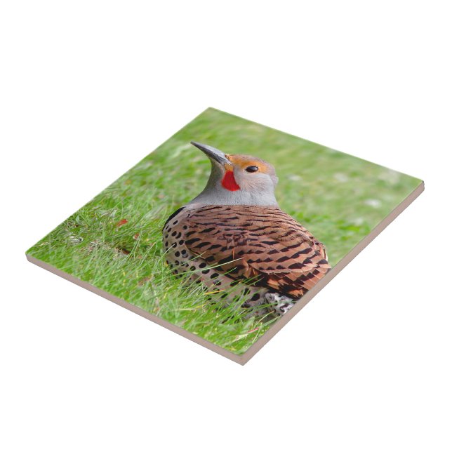 Carreau Stunning Northern Flicker Foraging in the Grass (Côté)