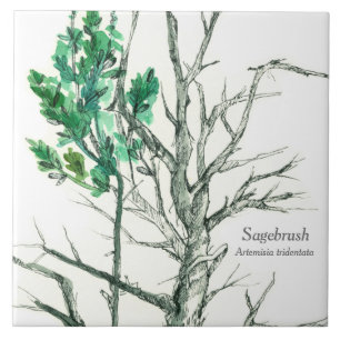 Carreau Stylo Plante Botanique Sagebrush et dessin d'encre