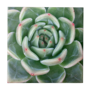Carreau Succulent incliné par rouge vert