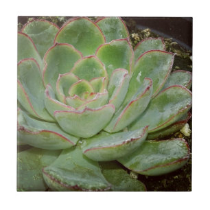 Carreau Succulent, poules et poules