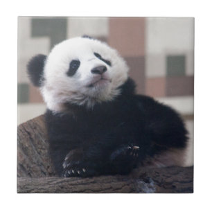 Carreau Sweet Giant Panda Baby