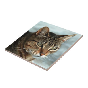 Carreau Tabby Cat étonnant FermerPortrait Artistique