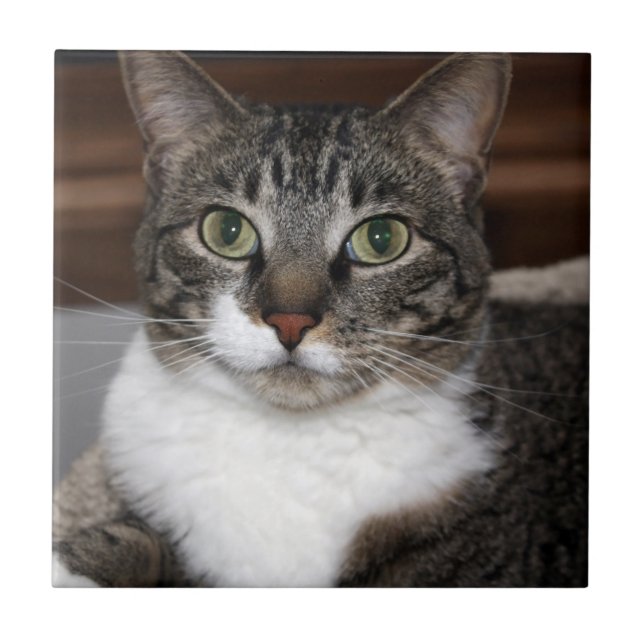 Carreau Tabby Cat Vous regardez Photo Animaux (Devant)