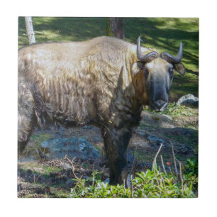 Carreau Takin, animal national du Bhoutan - Himalaya, Asie