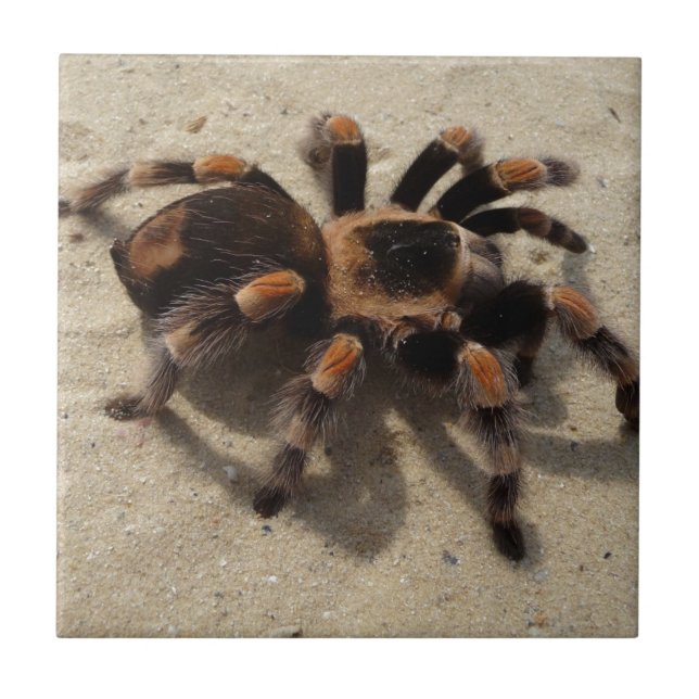 Carreau Tarantula brachypelma rouge genou toxique (Devant)
