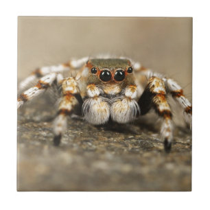 Carreau Tarantula Jumping Bird Spider fantastiques accesso