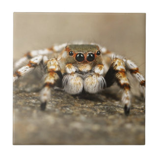 Carreau Tarantula Jumping Bird Spider fantastiques accesso