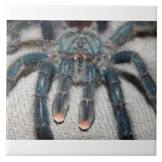 Carreau tarantule bleue (Devant)