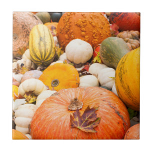 Carreau Tas de citrouilles et de courges