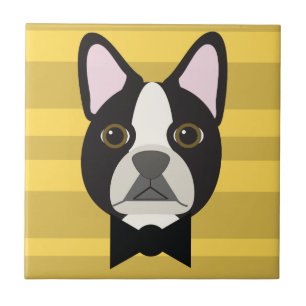Carreau Terrier de Boston