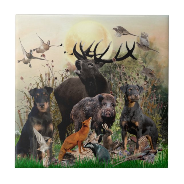 Carreau Terrier de chasse allemand (Jagdterrier) (Devant)