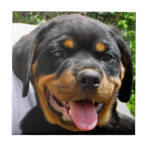 Carreau Tête de chiot Rottweiler Chien mignonne