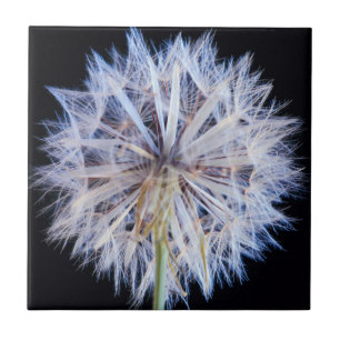 Carreau Tête de graine de pissenlit (Taraxacum Officinale)