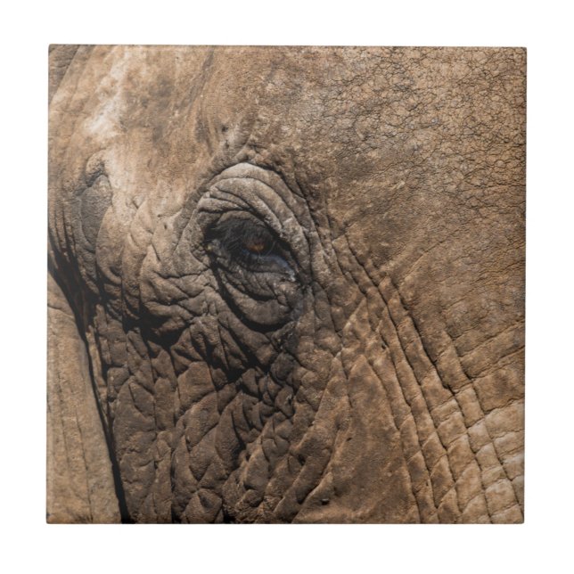 Carreau Tête d'un éléphant (Devant)