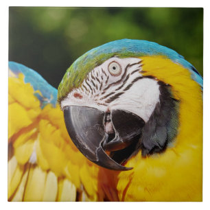 Carreau Tête d'un Macaw bleu et jaune