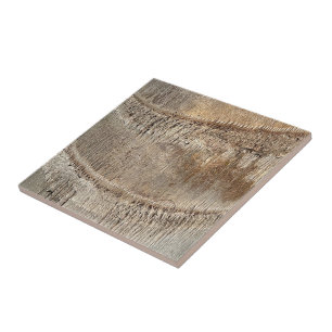 Carreau Texture de tronc de palmier dattier en gros plan