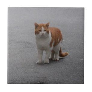 Carreau Thomas Ginger Et White Cat