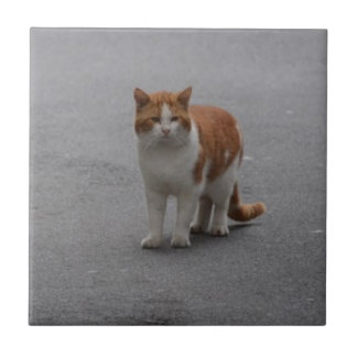 Carreau Thomas Ginger Et White Cat