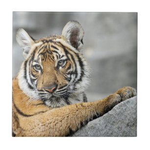 Carreau Tiger017