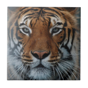 Carreau Tiger Chat Stripes Jungle Mist Animal