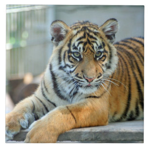 Carreau Tigre 034