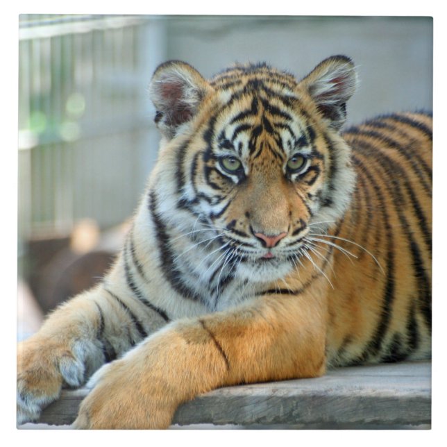Carreau Tigre 034 (Devant)