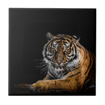 Tigre animal sauvage de la Jungle