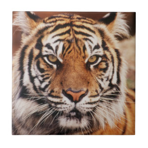 Carreau Tigre de Sumatra