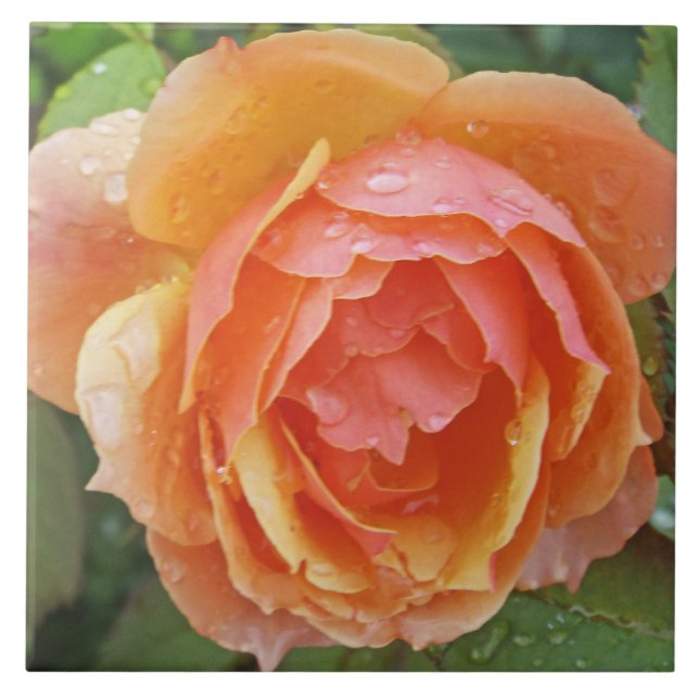 CARREAU TILE, "ROSE ORANGE PEACHÉ AVEC PLUIE" (Devant)