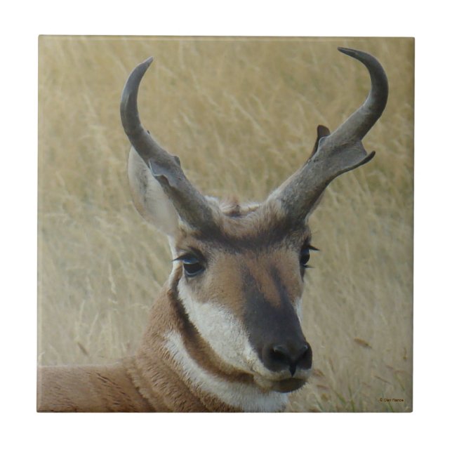 Carreau Tir dans la tête d'un grand buck d'antilope d'Amér (Devant)