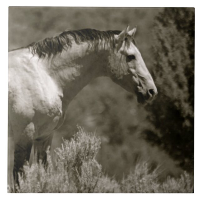 CARREAU  TITRE CÉRAMIQUE MUSTANG (Devant)