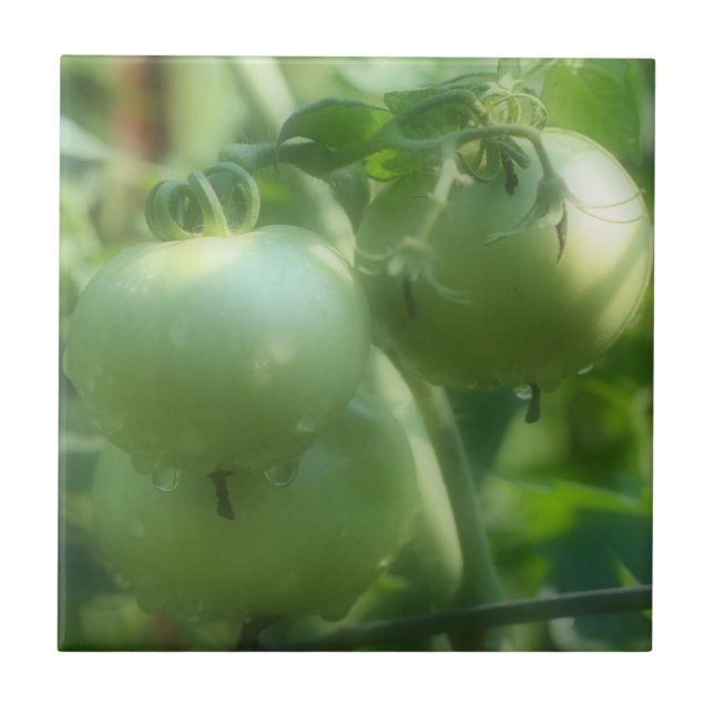 Carreau Tomates Du Jardin Vert Sur La Vigne Nature (Devant)
