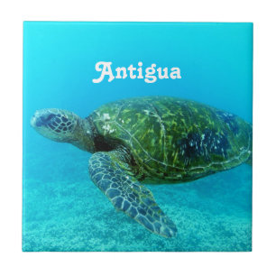Carreau Tortue affichée par faucon de l'Antigua