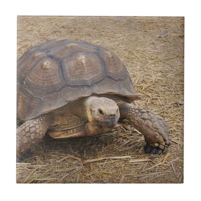 Carreau Tortue Tortue Shell Tortues Faune Photo Wild (Devant)