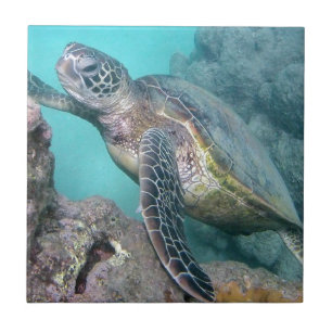 Carreau Tortue verte d'Hawaii