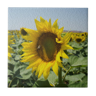 Carreau Tournesol