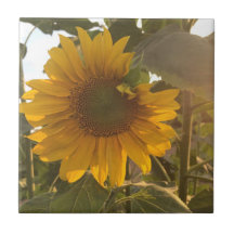 Tournesol