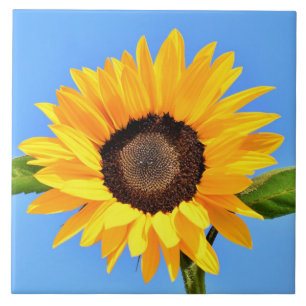 Carreau Tournesol jaune contre soleil sur ciel bleu - été